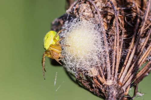 Araniella sp.